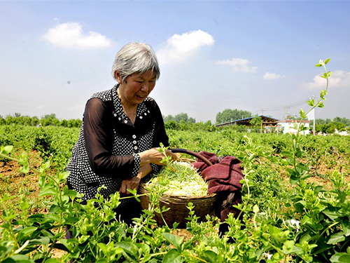 The base drives the "double gold" poverty alleviation model The base drives the "double gold" poverty alleviation model